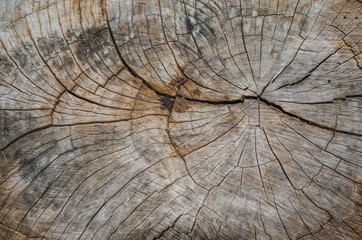 Fototapeta premium Texture of the wood from the trees