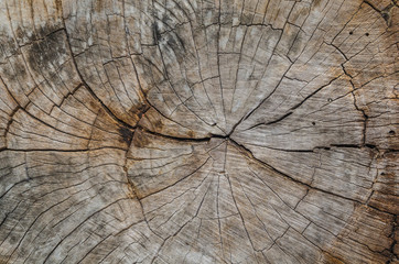 Texture of the wood from the trees