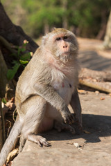 monkey. Photo monkey sitting in the roots of a tree