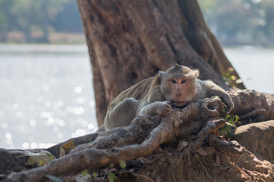 monkey. Photo monkey sitting in the roots of a tree by the pond