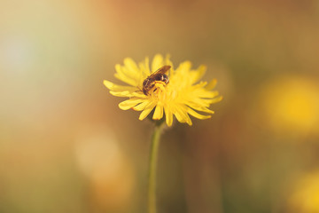 Closeup photo of dandelion flower