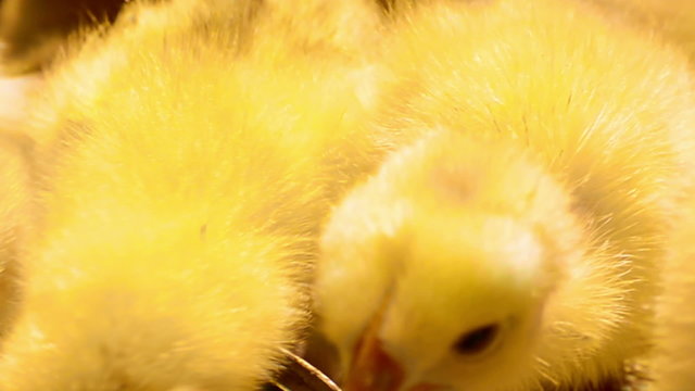 Adorable newly hatched chicks walking, feeding and drinking on a traditional chicken farm. Original sound included.