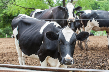 herd of milk cow on the farm