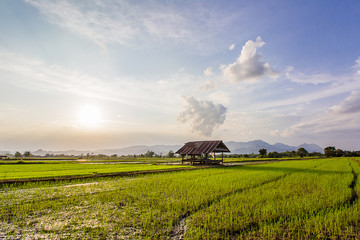 Fresh rice field on beautiful sunset