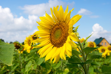 Field of sunflowers / Field of sunflowers and blue sky with clouds