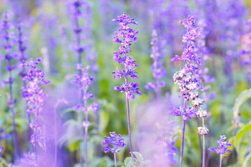 Blue Salvia (salvia farinacea) flowers blurred background