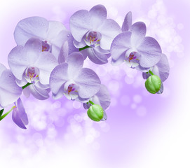 orchid flower