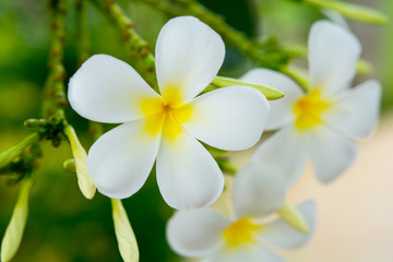 Plumeria Flower