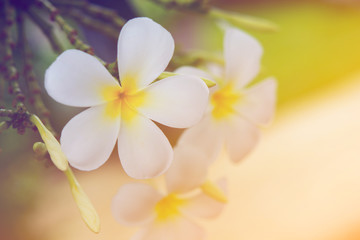 Plumeria Flower