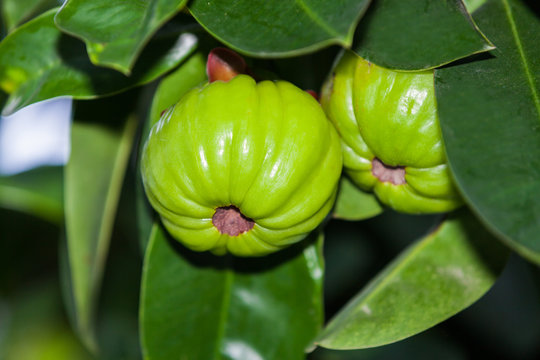 Garcinia cambogia hanging from a tree in an orchard.  (Thai herb