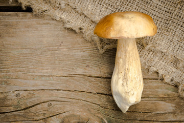 Boletus Mushroom on a wooden background. Autumn Cep Mushroom