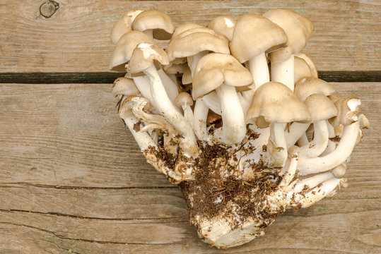 oyster mushroom - Pleurotus cornucopiae, on a wooden background