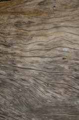 Texture of the wood from the trees