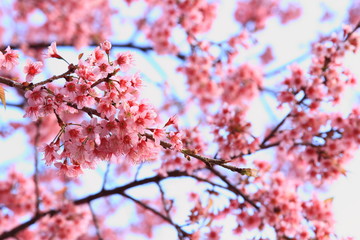 pink sakura blossoms 