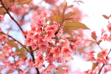 pink sakura blossoms 