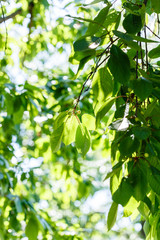 Obraz premium morning tree