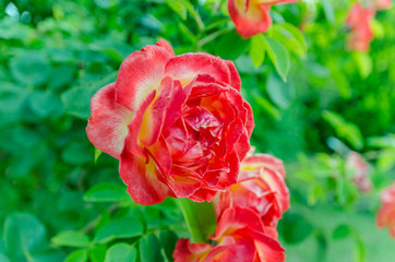 Closeup of a red and yellow rose