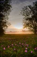 Sunrise sets morning mist ablaze over a field of wildflowers in Texas