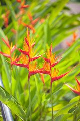 canna flower
