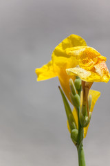 Canna lilly