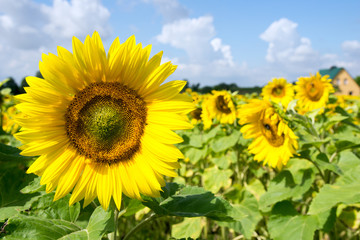 Fototapeta premium Field of sunflowers / Field of sunflowers and blue sky with clouds