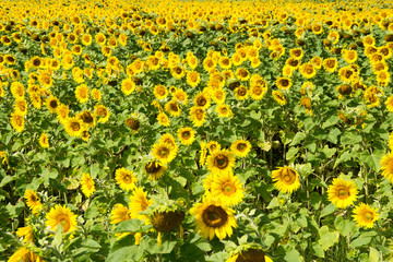 Obraz premium Field of sunflowers / Field of many sunflowers