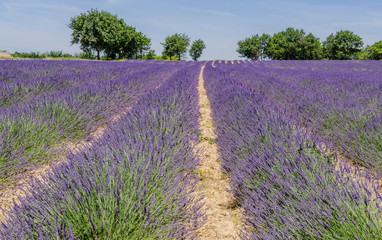 Obraz na płótnie Canvas Lavender fields in Provence, France