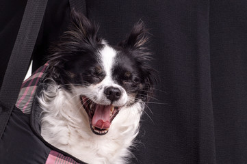 Fototapeta premium black and white accessories dog chihuahua