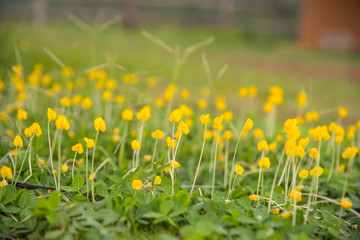 Yellow bean  flowers on the green background,defocuse abstract b