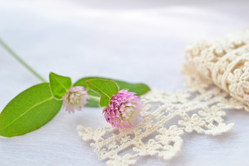 センニチコウとトーションレース