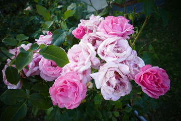 Blühende rasafarbene Strauchrosen vermischt mit verblühenden