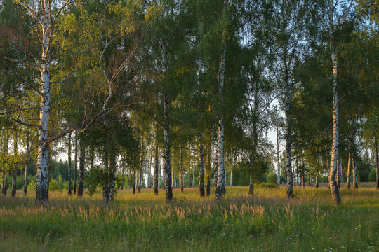 Fototapeta Russian landscape, birch on the sunset