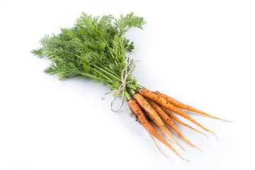 freshly picked carrots
