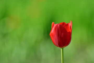 Red flower tulip close up