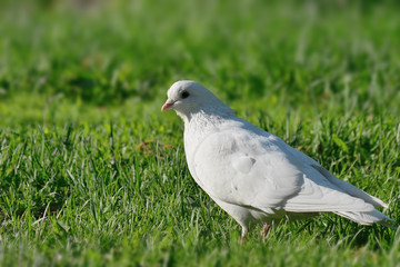Dove on the grass