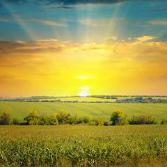corn field and sunrise on blue sky