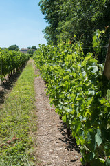 Fototapeta na wymiar Vineyard for Bordeaux's red wine
