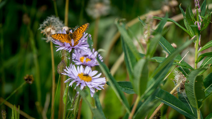 Pearl Bordered Fritillary on Aster Flowers in the High Alpine of Tod Mountain