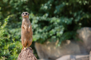 Neugieriges Erdmännchen auf seinem Tron