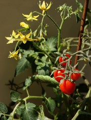 SONY DSC