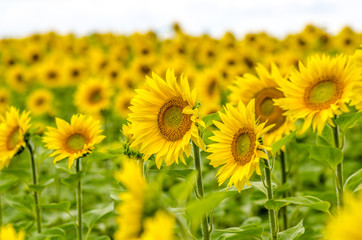 sunflower field