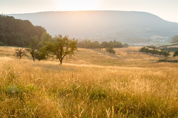 Obraz premium Summer field - savannah feeling