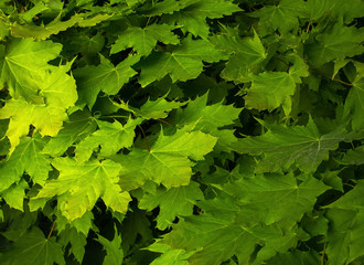 Maple leaves juicy green