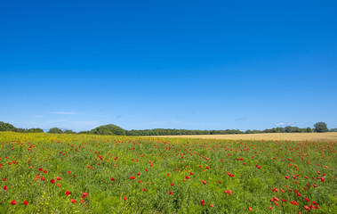 poppies on a field