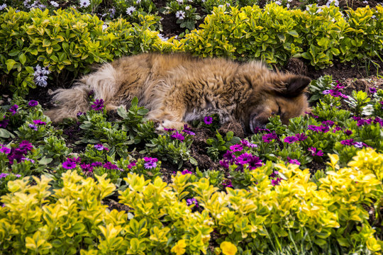 park ve k&ouml;pek