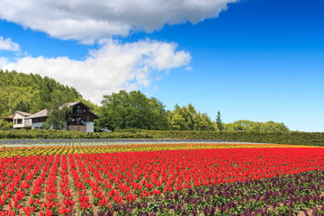 Furano, Japan - July 8,2015: flowers of the Tomita farm in Hokkaido with some tourists on background.