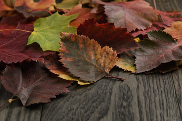 autumn hawthorn leaves on old table