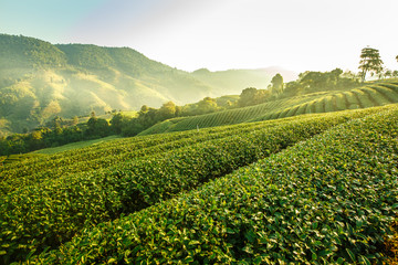Sunrise view of tea plantation landscape at 101 Chiang Rai Tea,N