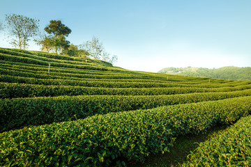Fototapeta na wymiar Sunrise view of tea plantation landscape at 101 Chiang Rai Tea,N