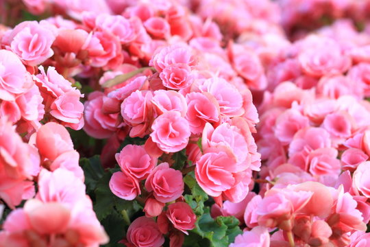 Fototapeta Beautiful background of flowers big begonias